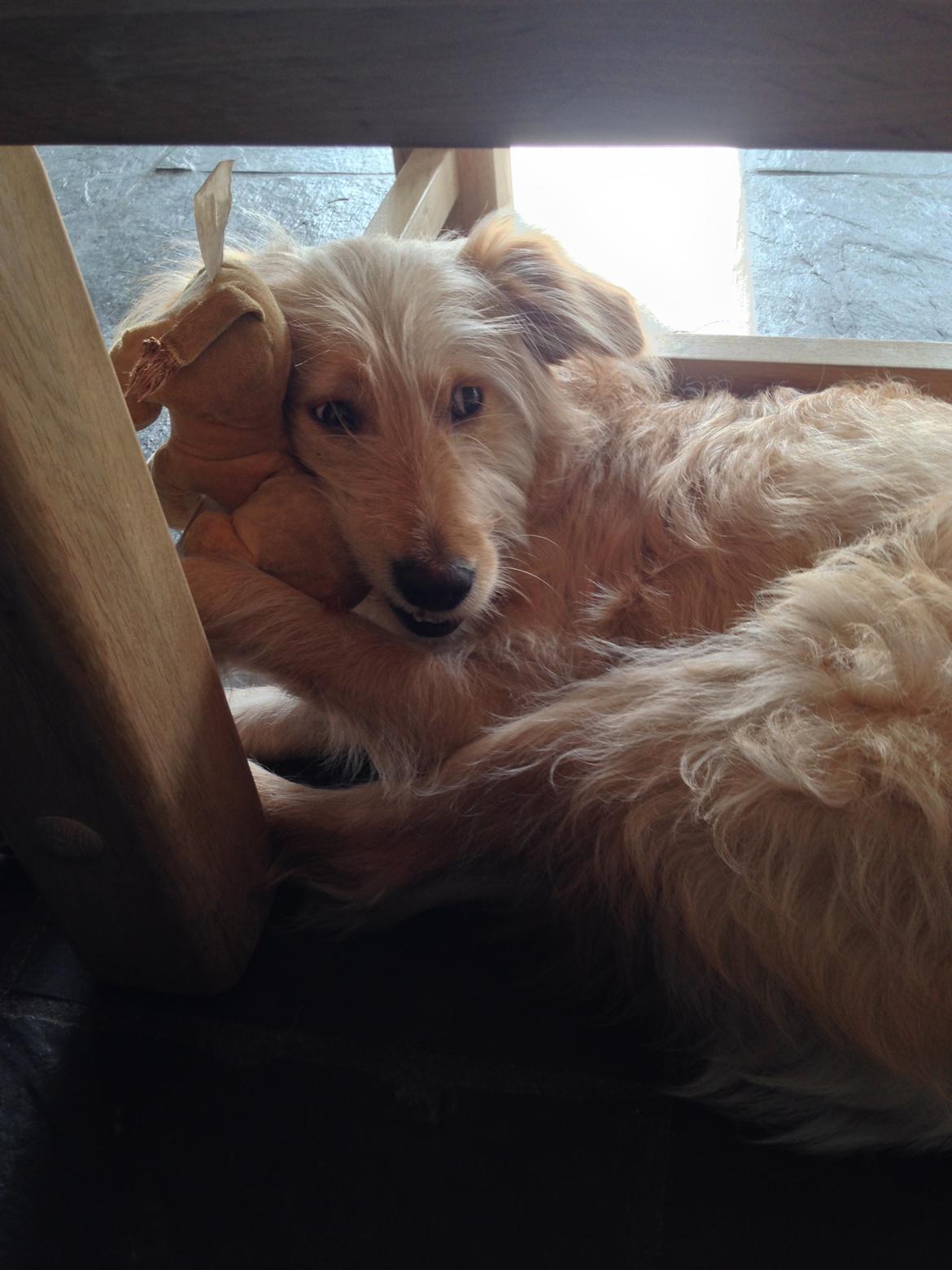 Blanding af racer Chili R.I.P billede 12