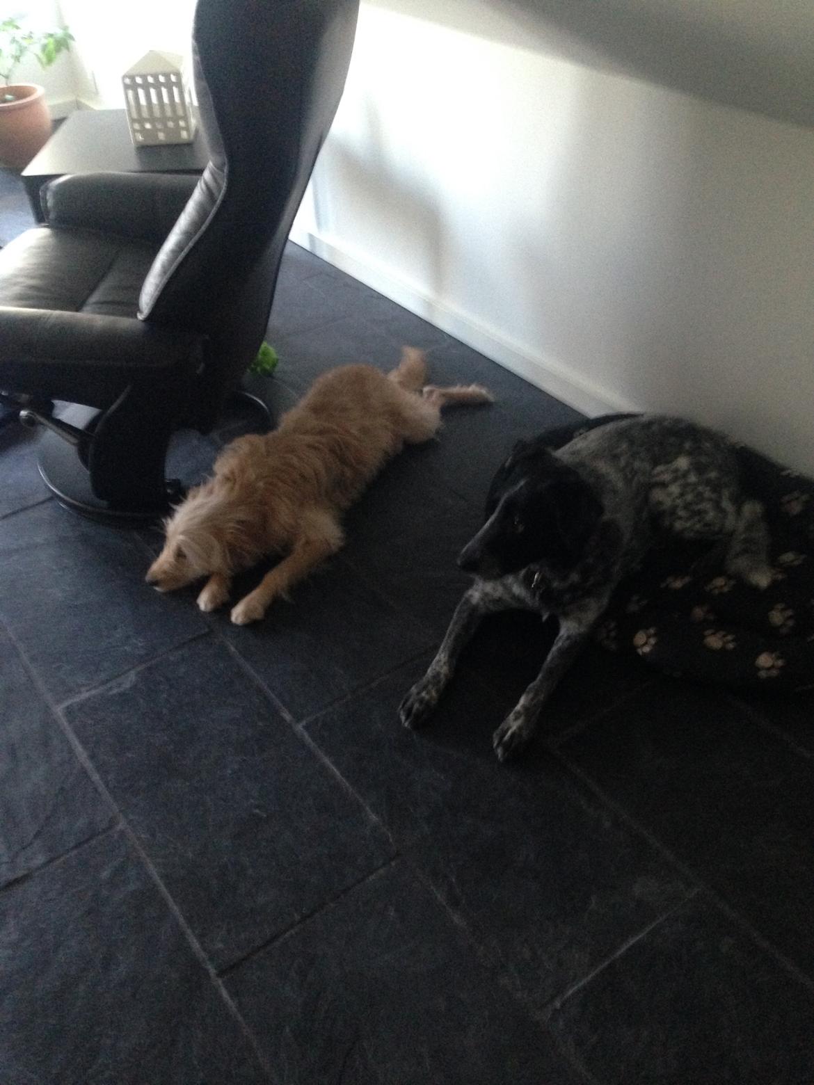 Blanding af racer Chili R.I.P billede 13