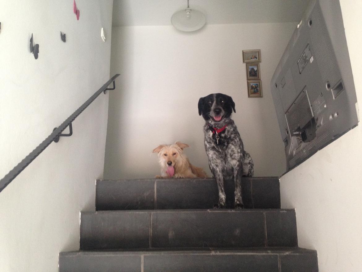 Blanding af racer Chili R.I.P billede 14