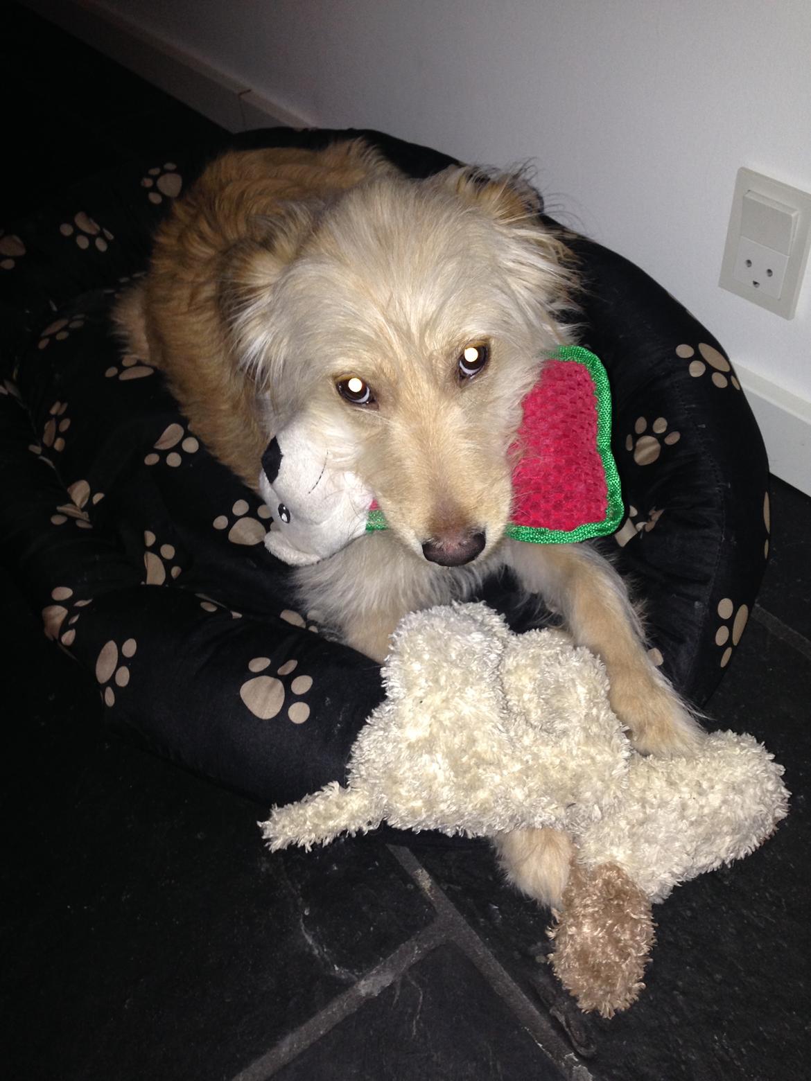 Blanding af racer Chili R.I.P billede 11