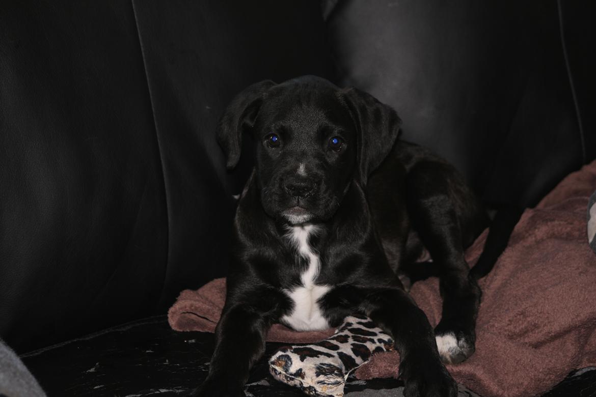 Blanding af racer Nela billede 4