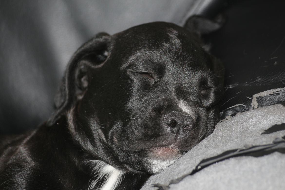 Blanding af racer Nela billede 5