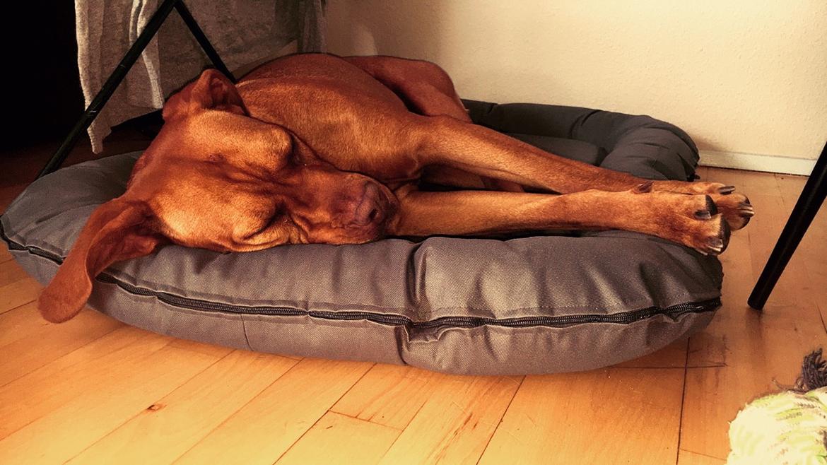 Blanding af racer Jamil billede 15