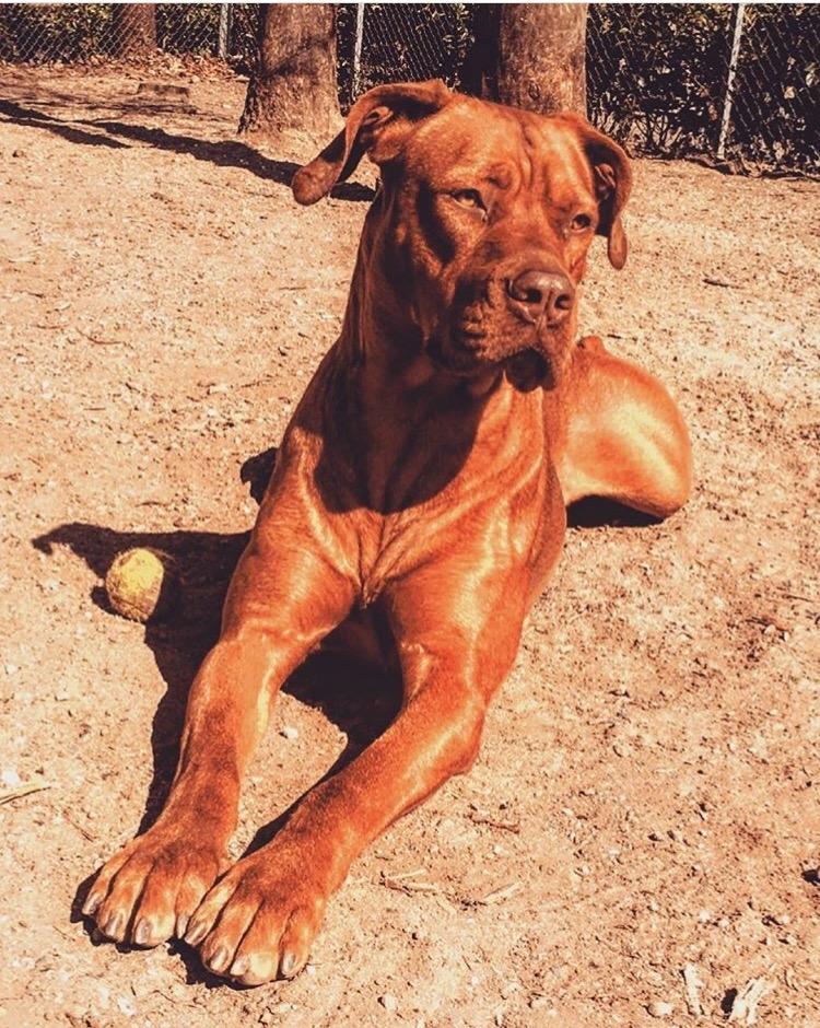 Blanding af racer Jamil billede 18