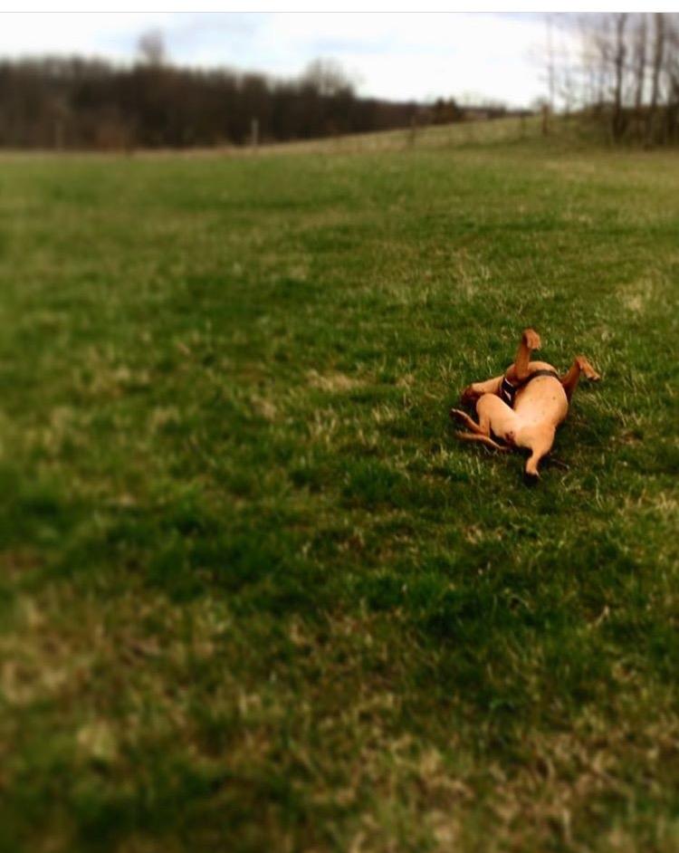 Blanding af racer Jamil billede 19