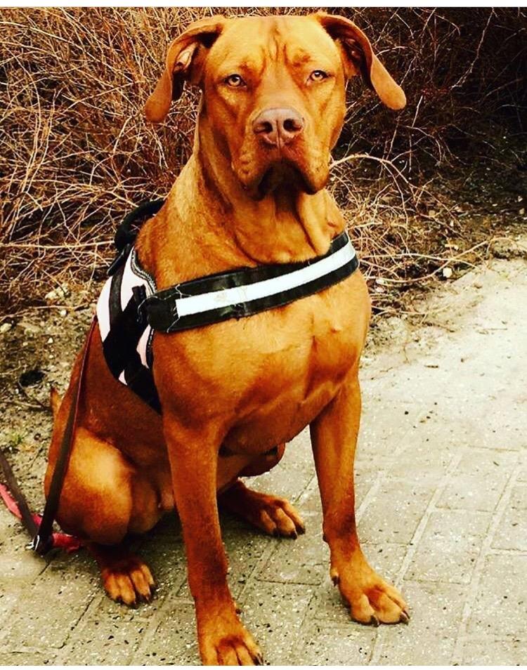 Blanding af racer Jamil billede 20