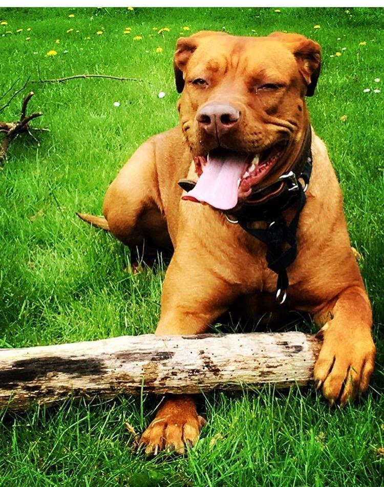 Blanding af racer Jamil billede 17