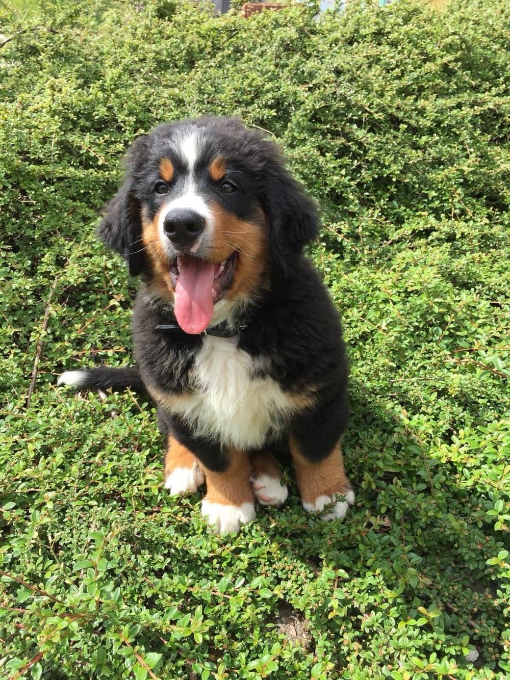 Berner sennenhund Terplinggaard's Charly 'Messi' - Første dag med på job.. :)  billede 7