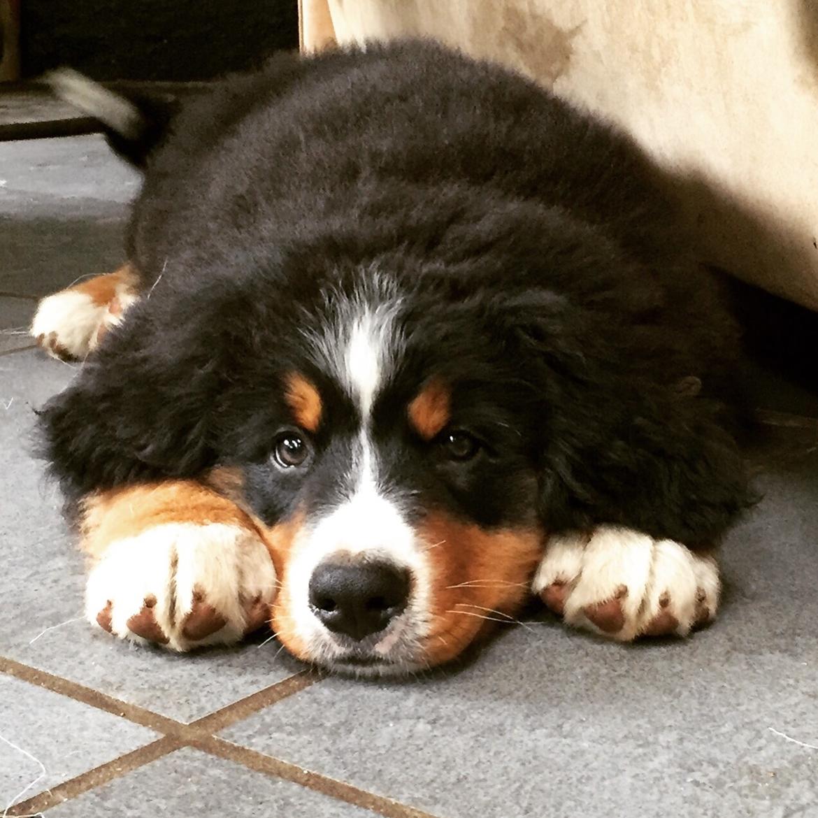 Berner sennenhund Terplinggaard's Charly 'Messi' billede 2