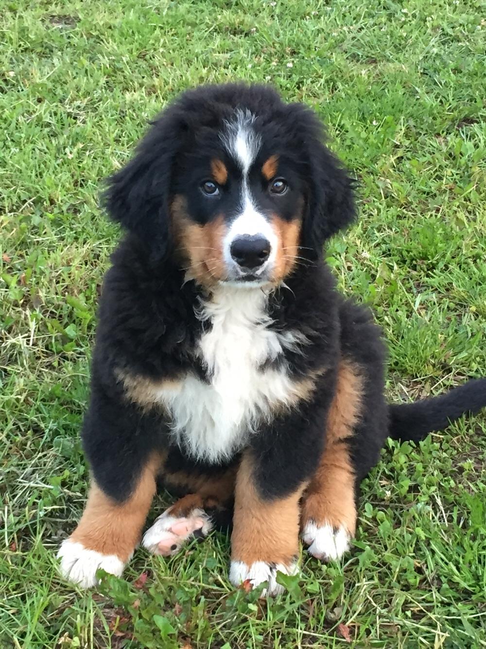 Berner sennenhund Terplinggaard's Charly 'Messi' billede 8