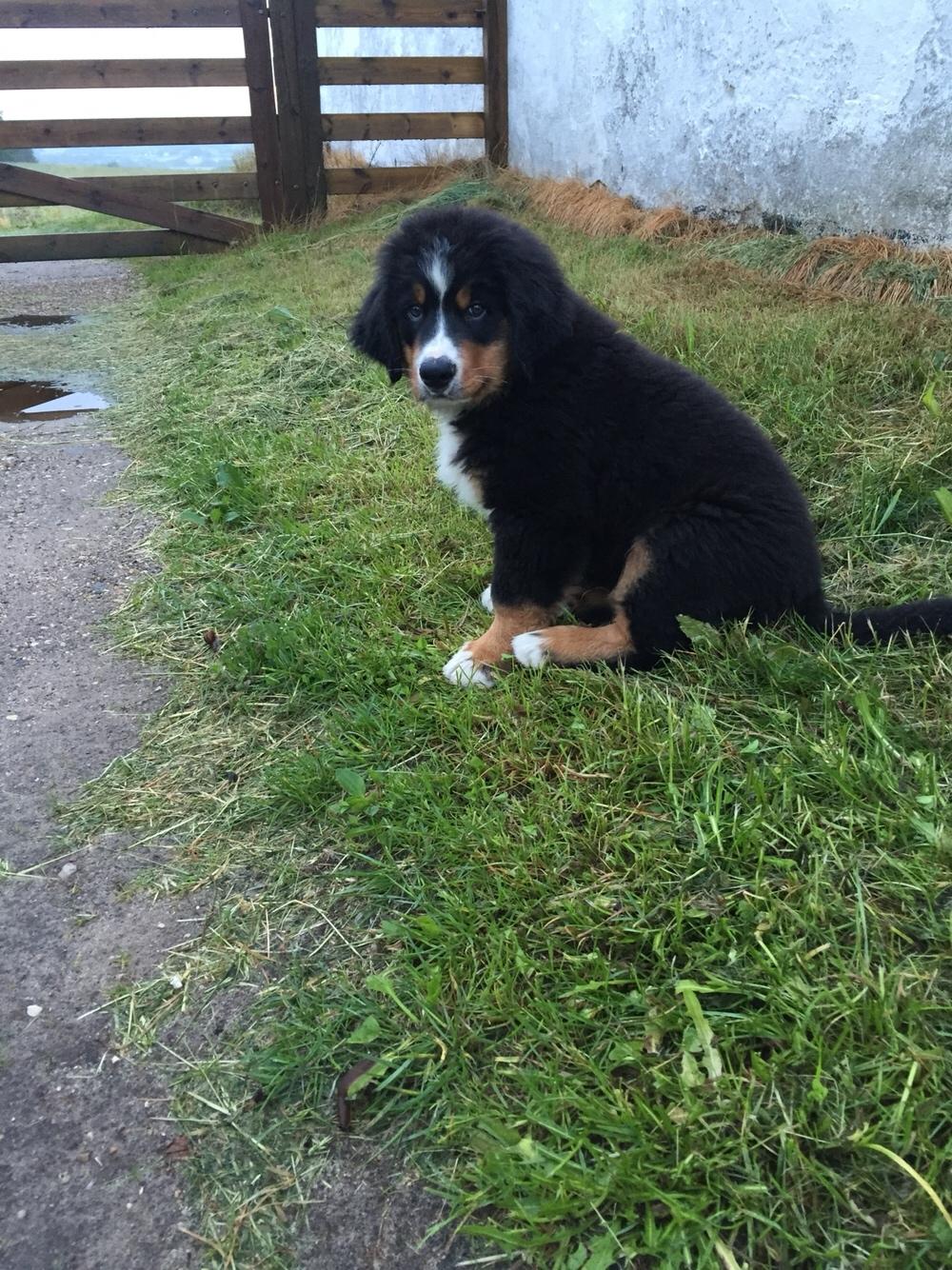 Berner sennenhund Terplinggaard's Charly 'Messi' billede 9