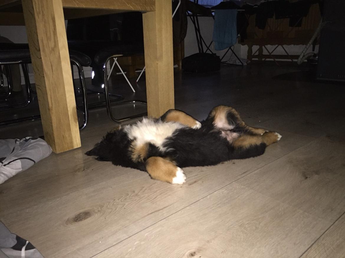 Berner sennenhund Terplinggaard's Charly 'Messi' - Selv den vildeste gut må overgive sig til søvnen af og til billede 11