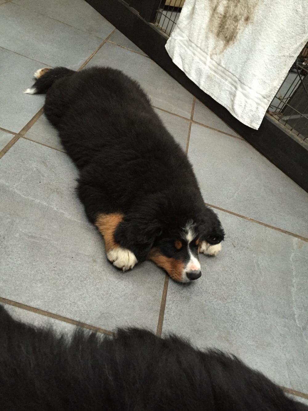 Berner sennenhund Terplinggaard's Charly 'Messi' billede 12