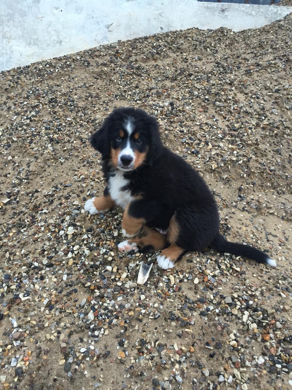 Berner sennenhund Terplinggaard's Charly 'Messi' billede 10