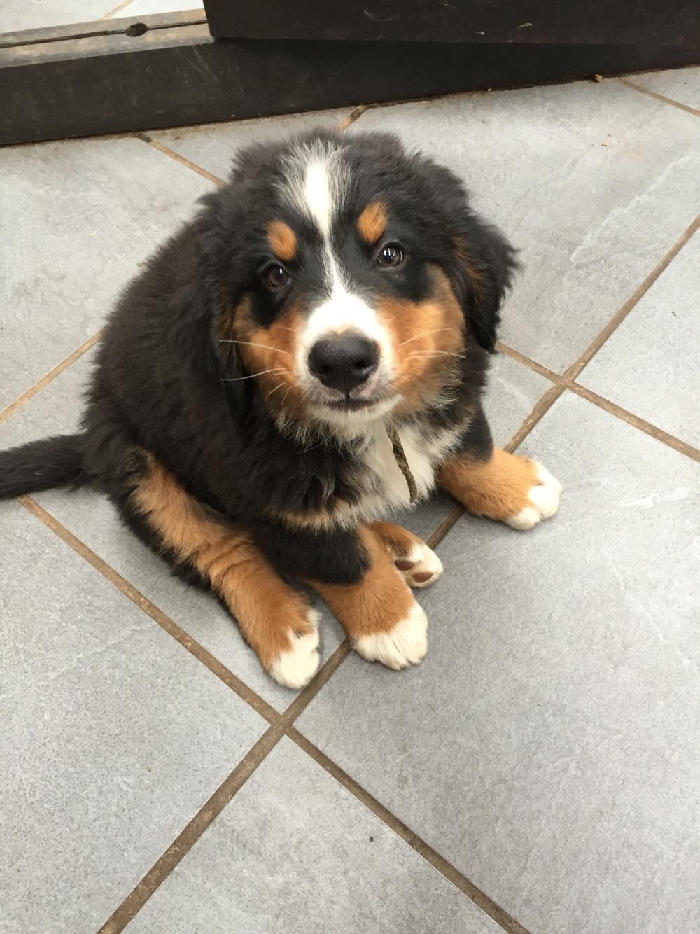 Berner sennenhund Terplinggaard's Charly 'Messi' billede 14