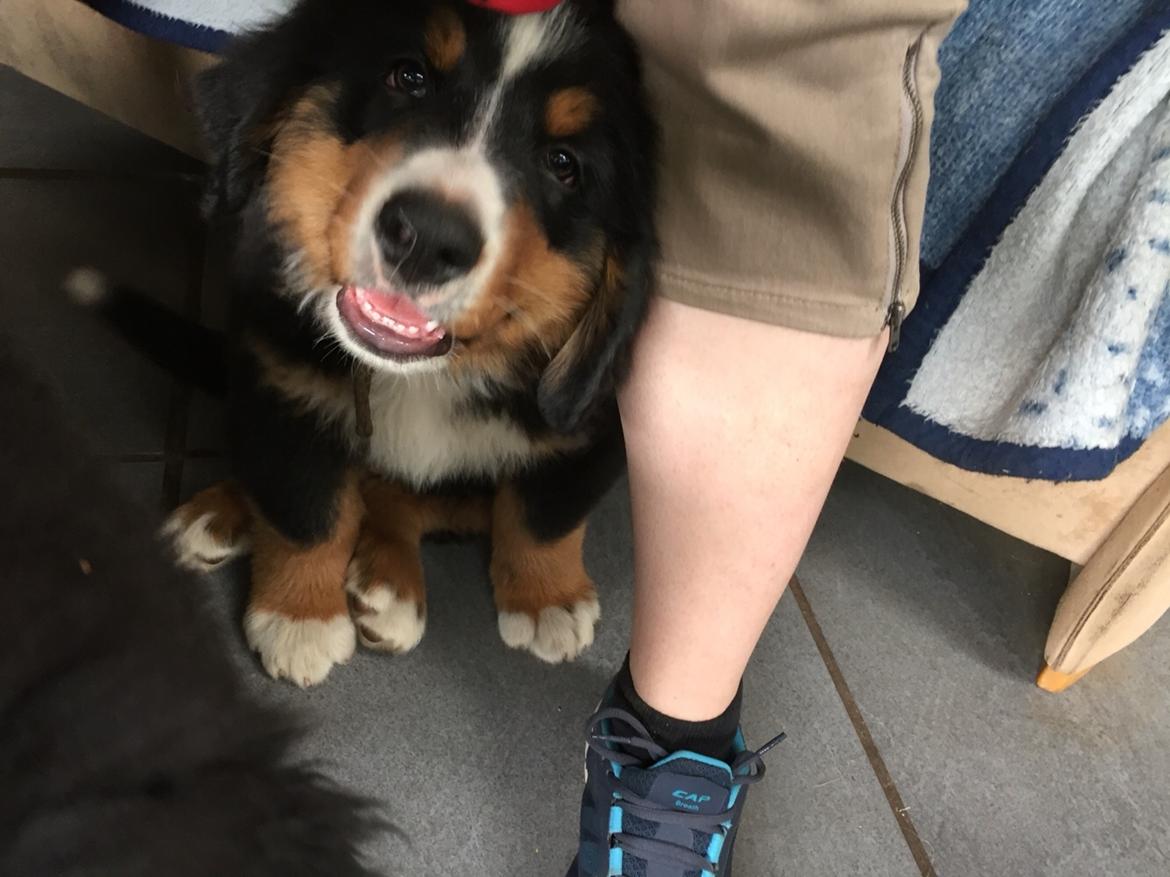 Berner sennenhund Terplinggaard's Charly 'Messi' billede 15