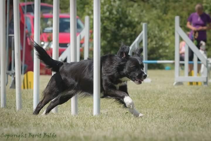 Blanding af racer Superhunden Molly - Foto: Berit Bilde billede 9