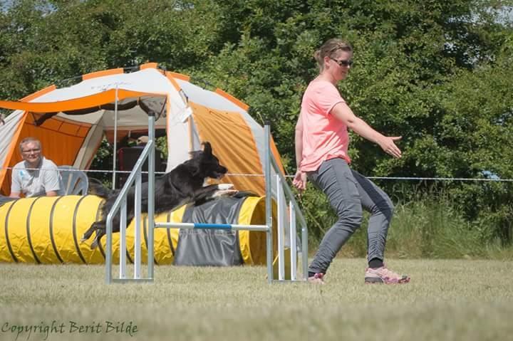 Blanding af racer Superhunden Molly - Foto: Berit Bilde billede 10