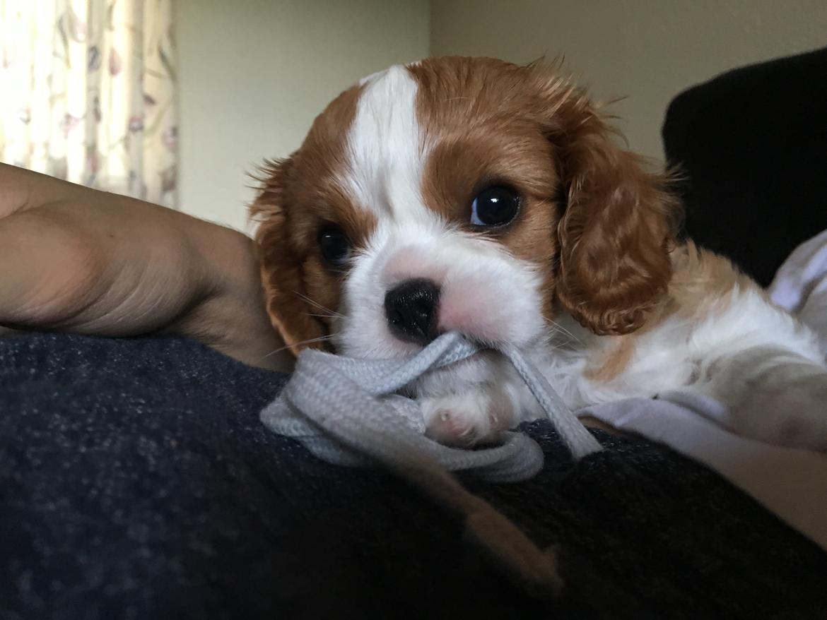 Cavalier king charles spaniel Clara billede 14