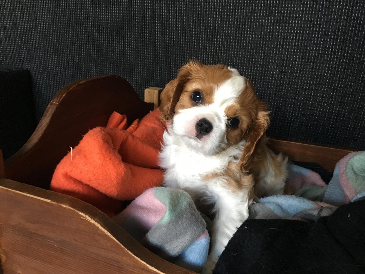 Cavalier king charles spaniel Clara billede 16