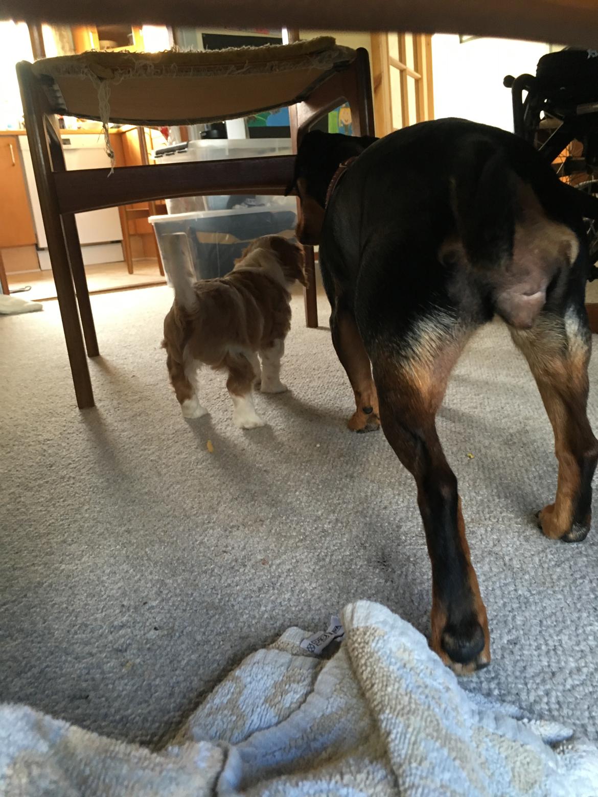 Cavalier king charles spaniel Clara billede 15