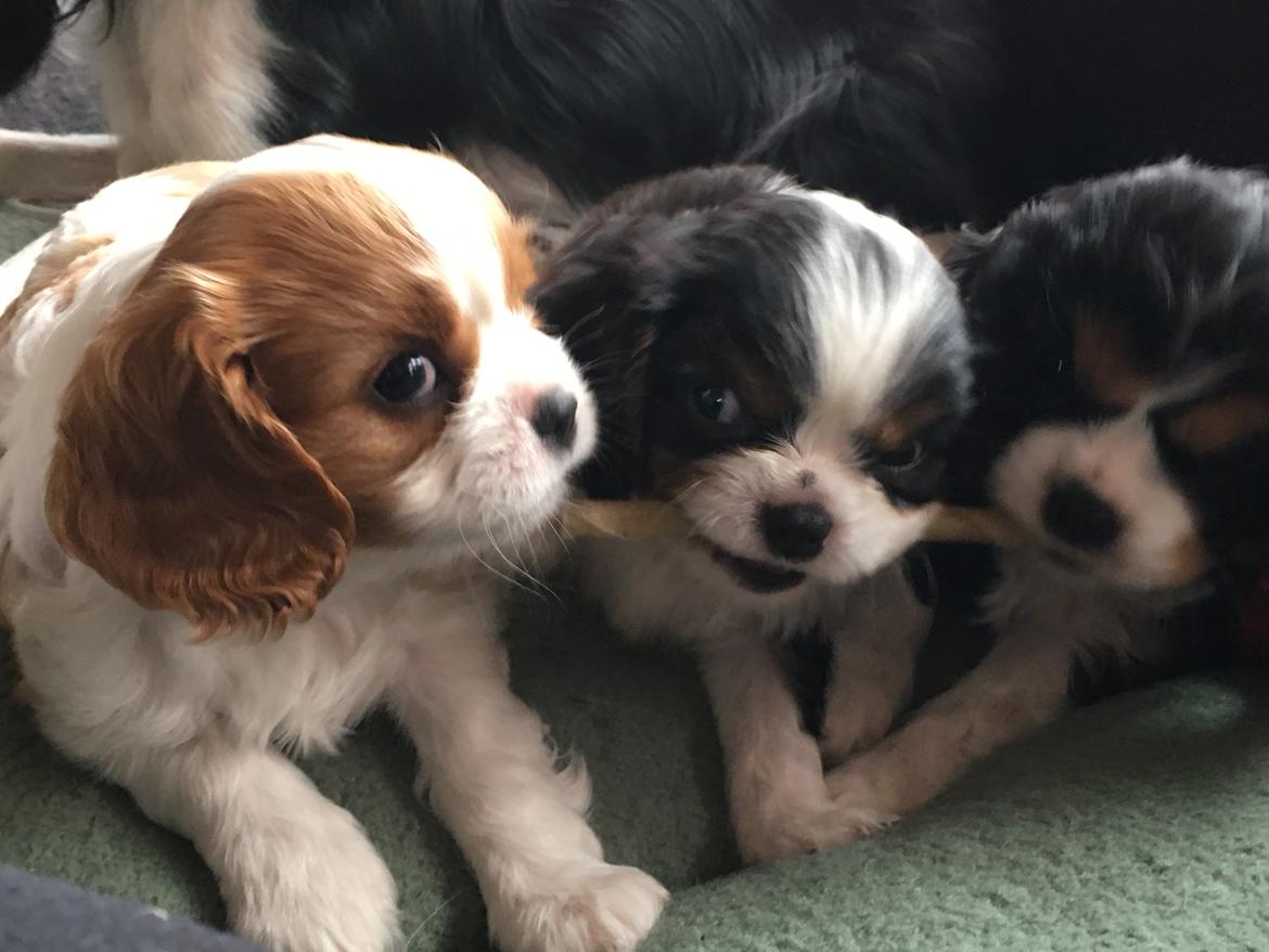 Cavalier king charles spaniel Clara billede 18