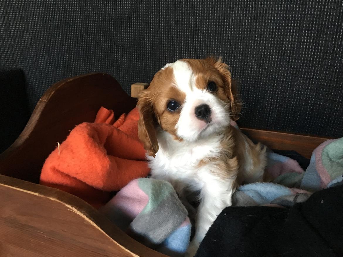 Cavalier king charles spaniel Clara billede 17