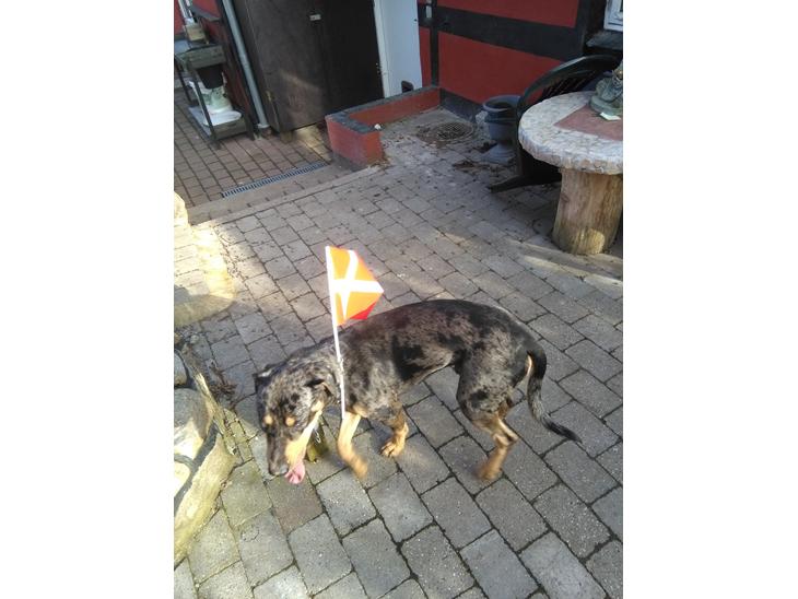 Catahoula leopard dog Basti billede 1