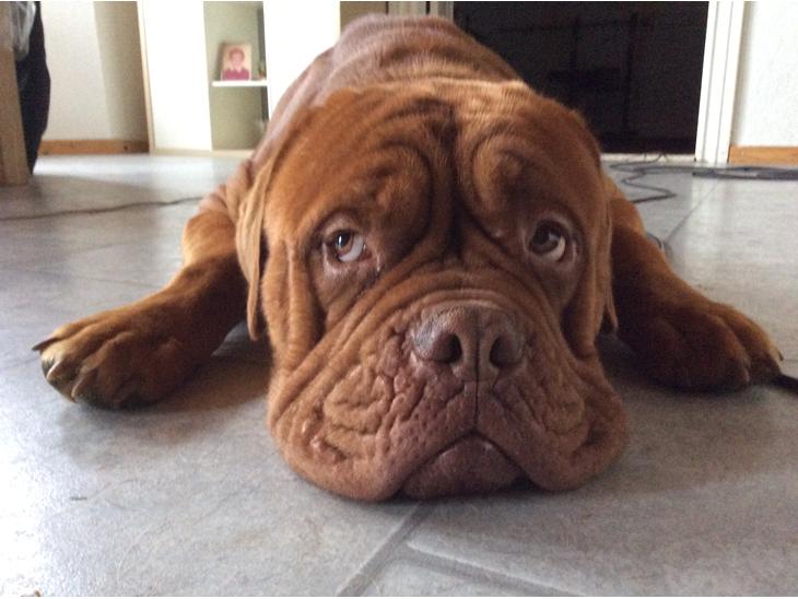 Dogue de bordeaux Aslan billede 1