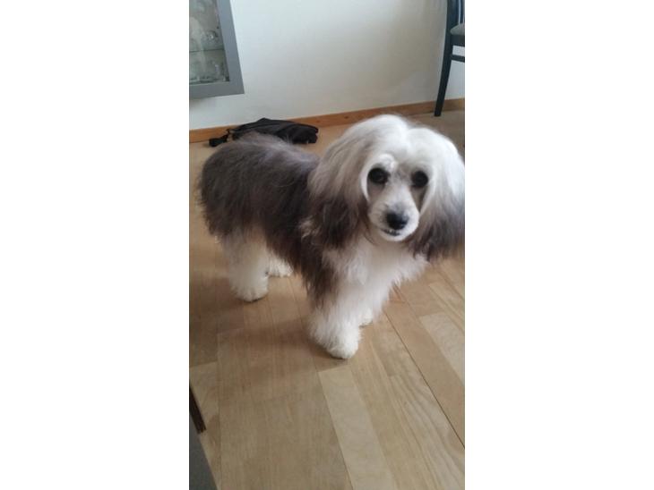 {{currentPhoto.altText}} billede {{currentPhoto.number}}