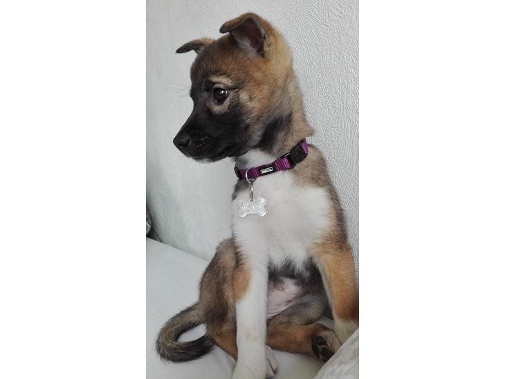 {{currentPhoto.altText}} billede {{currentPhoto.number}}