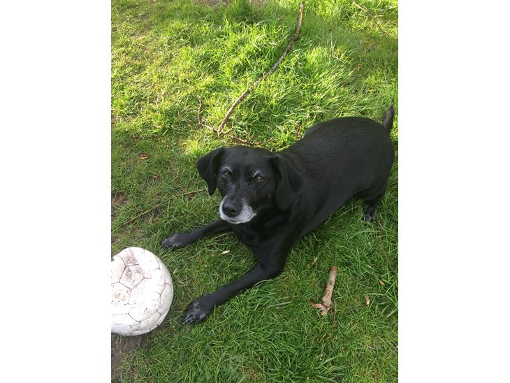 Blanding af racer Bella pigen R.I.P billede 1