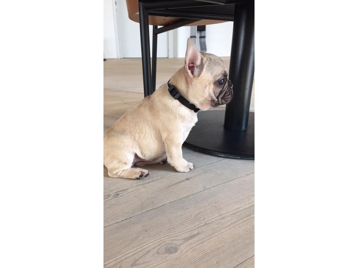 {{currentPhoto.altText}} billede {{currentPhoto.number}}