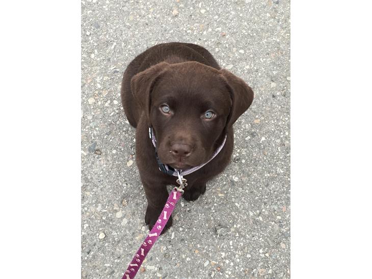 Labrador retriever Emma billede 1
