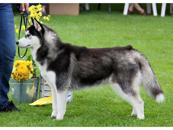 Siberian husky Diva billede 1
