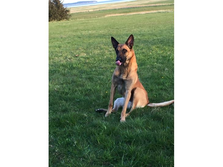 Malinois Jenos Nitro billede 1