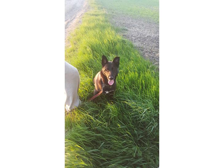 Blanding af racer Asti billede 1