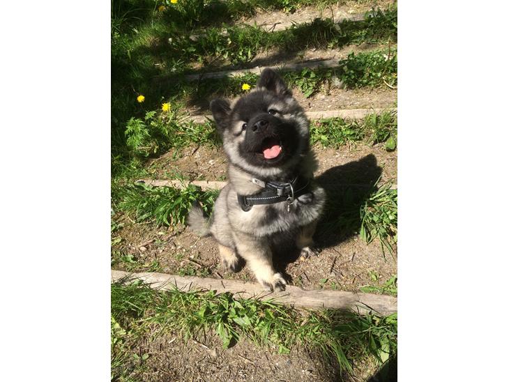 Eurasier Conrad - En smilende Conrad 11 uger.  billede 1