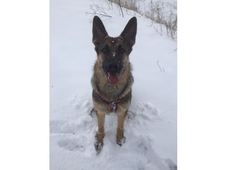 {{currentPhoto.altText}} billede {{currentPhoto.number}}