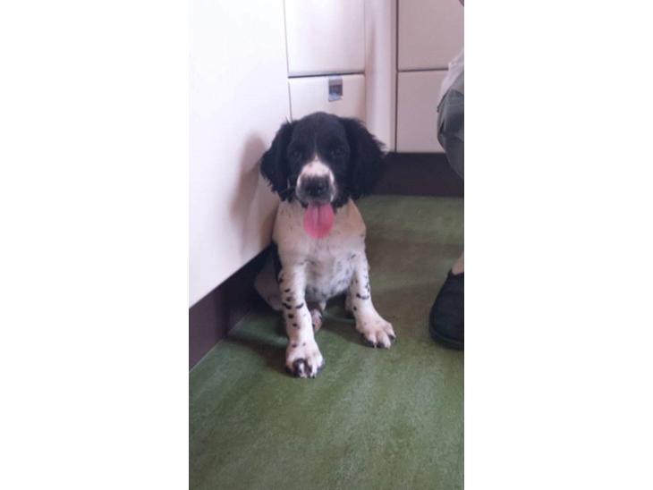 Engelsk springer spaniel Liva billede 1