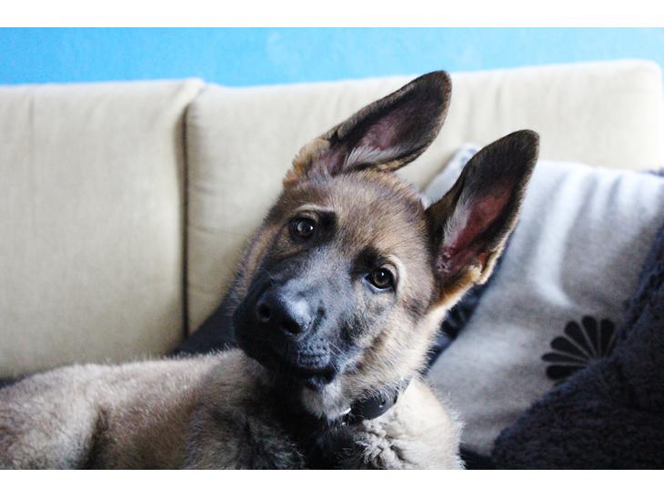 {{currentPhoto.altText}} billede {{currentPhoto.number}}