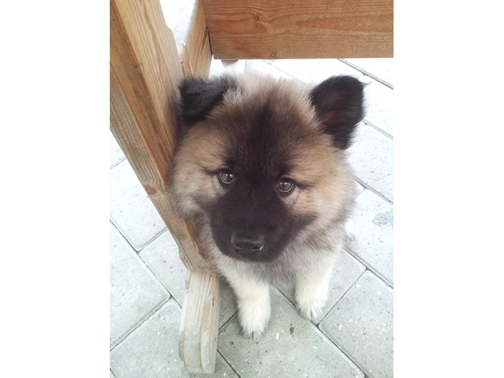 {{currentPhoto.altText}} billede {{currentPhoto.number}}