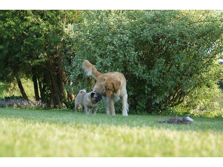 Golden retriever Carlo - Carlo og Pelle hygger i weekenden. juni 2016 billede 1