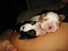 Cavalier king charles spaniel Kenzo