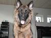 Schæferhund Zantie