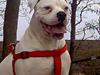 Amerikansk bulldog Wakisa