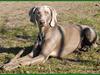 Weimaraner "Admiral (Jingo) "16.07.
