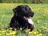 Labrador retriever Jack
