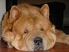 Chow chow Balou