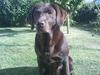 Labrador retriever Sif(stella)